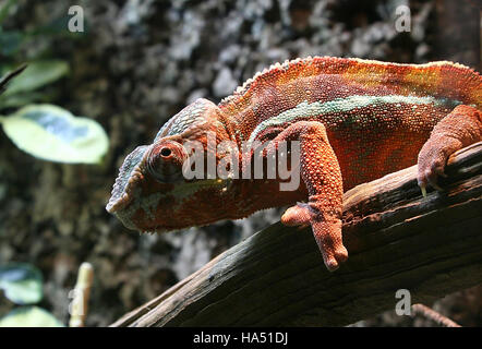 Alert Madagascar Panther chameleon (Furcifer pardalis) posing on a branch Stock Photo