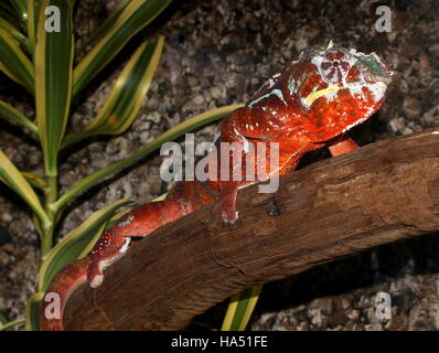 Madagascar Panther chameleon (Furcifer pardalis) Stock Photo