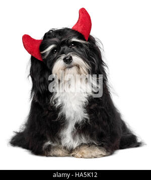 Cute funny sitting Bichon Havanese dog as a little christmas devil with red horns Stock Photo