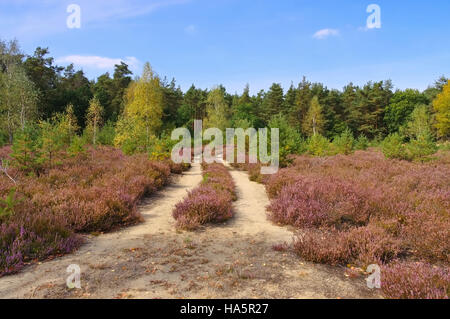 blühende Heidelandschaft im Spätsommer mit Wanderweg - Heath landscape with flowering Heather, Calluna vulgaris and hiking path Stock Photo