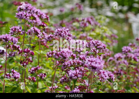 Oregano, eine beliebte Gewürzpflanze - Oregano, a popular spice plant blooming in summer Stock Photo