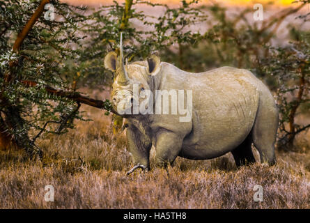 Black rhino, Lewa Downs, Ngare Sergoi Rhino Sanctuary, Kenya Stock Photo