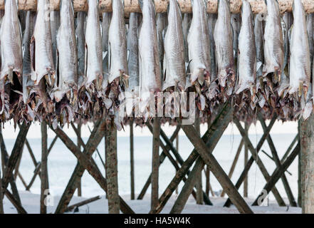 Air-drying of stockfish. Lofoten, Norway. Stock Photo