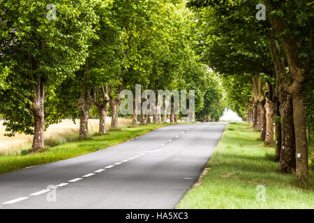An avenue of trees in the Loire Valley, France. Stock Photo