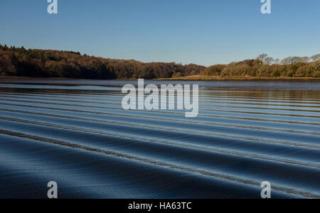 Boat wake creating an interesting pattern of waves on blue rippled water with trees on shore behind. Stock Photo