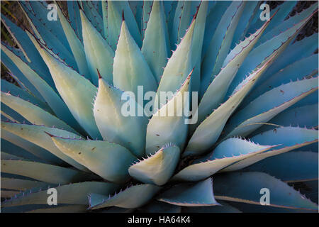 Agave americana, common names sentry plant, century plant, maguey, or American aloe, is a species of flowering plant in the family Agavaceae, native t Stock Photo