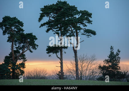 Unusual Costwold winter skyline of trees silhouetted against strong blue-grey sky with sunset glow Stock Photo