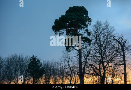 Unusual Costwold winter skyline of trees silhouetted against strong blue perfect sky on hill top with sunset glow below Stock Photo