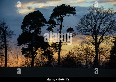 A Costwolds winter skyline dominated by trees silhouetted against a strong blue perfect sky with clouds and a sunset glow Stock Photo
