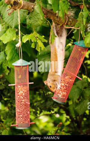 A squirrel raiding a bird feeder hanging from a tree. Stock Photo