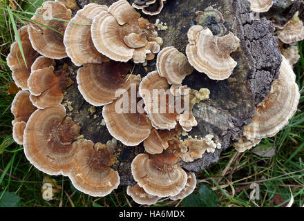 Bracket fungus growing on tree stump in nature reserve, London Stock Photo