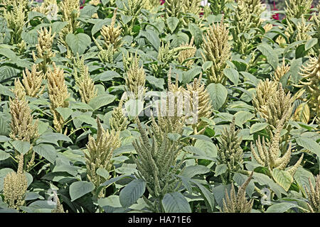 Indian green amaranth plants with seeds  in field. Amaranth is cultivated as leaf vegetables, cereals and ornamental plants. Genus is Amaranthus. Stock Photo
