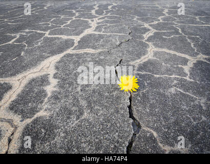 A little yellow dandelion flower is penetrating through a crack in the weathered gray concrete pavement Stock Photo