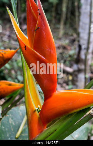 Amazonian flowers, Heliconia floweer.Amazonian,Peru. Stock Photo