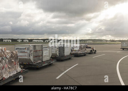 Baggage handlers, ground crew, transport baggage along the tarmac at Narita Airport, Japan. Stock Photo