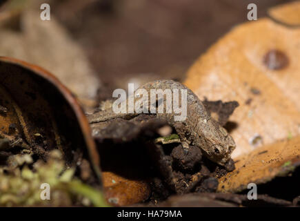 tiny chameleon Brookesia micra (Brookesia minima), smallest known chameleon and among the smallest reptiles of the world. Antsiranana Province, madaga Stock Photo