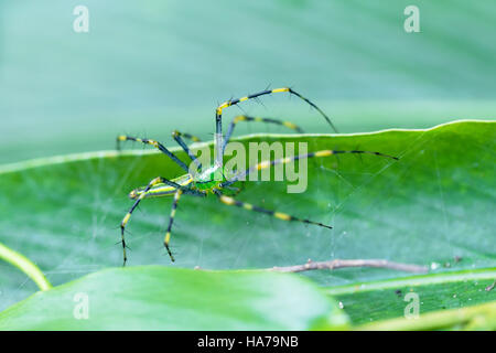 macro of beautiful Malagasy green lynx spider (Peucetia madagascariensis). Masoala Peninsula National Park, Madagascar wildlife Stock Photo