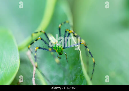 macro of beautiful Malagasy green lynx spider (Peucetia madagascariensis). Masoala Peninsula National Park, Madagascar wildlife Stock Photo