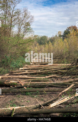 In the picture a number of trees cut and stacked one next to another,vertical shot. Stock Photo