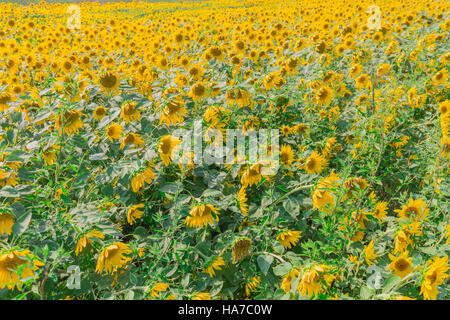 field of endless sunflowers Stock Photo