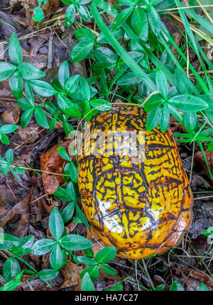 box turtle in underbrush in the woods in Shelter Island, NY Stock Photo