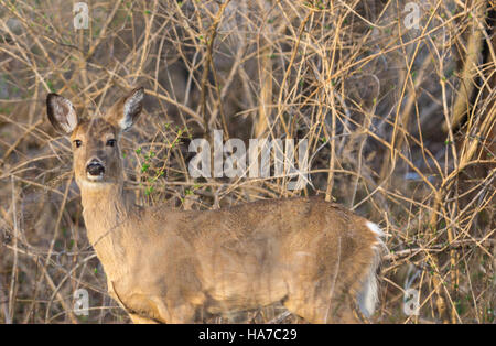 image of a female deer standing in dried vegetation in Sag Harbor, NY Stock Photo