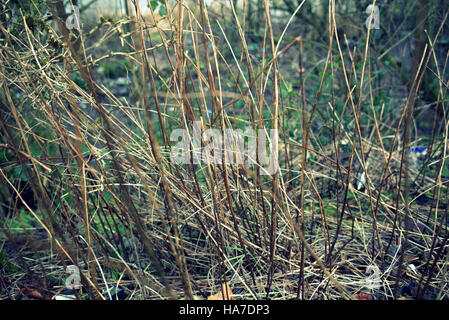 twigs branches trees leafs patterns background Stock Photo