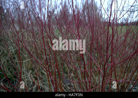 twigs branches trees leafs patterns background Stock Photo