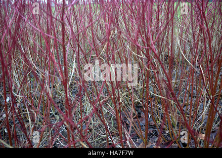 twigs branches trees leafs patterns background Stock Photo