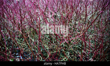 twigs branches trees leafs patterns background Stock Photo