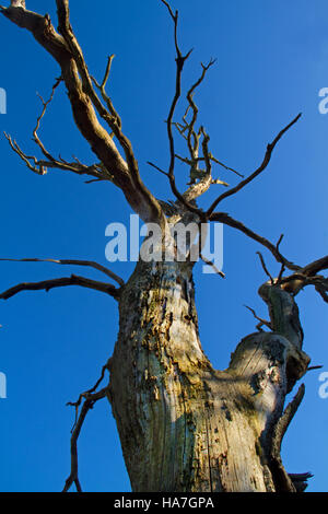 Dead Oak tree against a blue sky Stock Photo