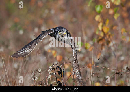 Northern hawk-owl in flight with with a mouse in its claws and vegetation in the background Stock Photo