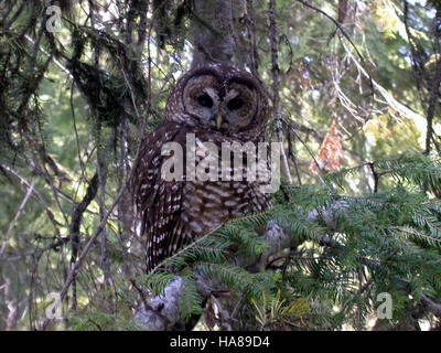 usfwsendsp 5038896657 Threatened northern spotted owl (Strix occidentalis caurina) Stock Photo