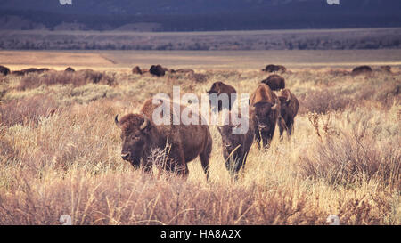 Retro toned herd of American bison (Bison bison) grazing in the Grand Teton National Park, Wyoming, USA. Stock Photo