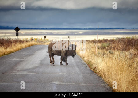 American bison (Bison bison) crossing road in Grand Teton National Park, Wyoming, USA. Stock Photo