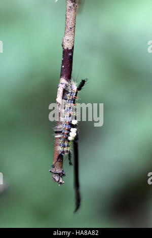 usfwsmidwest 14641396490 White-marked tussock moth caterpillar Stock Photo