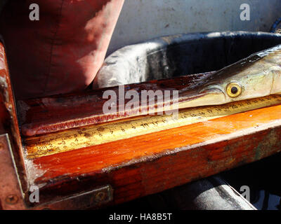 usfwsmidwest 16182137253 Longnose Gar Measurement Stock Photo