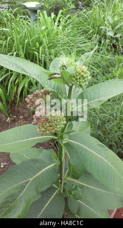 usfwsmidwest 19263633745 Monarch Caterpillar in Wisconsin Stock Photo