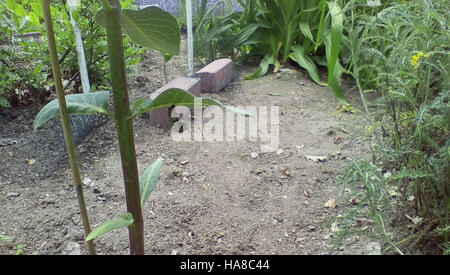 usfwsmidwest 19530757309 Monarch Caterpillar in Wisconsin Stock Photo