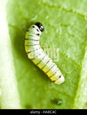 usfwsmidwest 19555307163 Monarch Caterpillar in Wisconsin Stock Photo