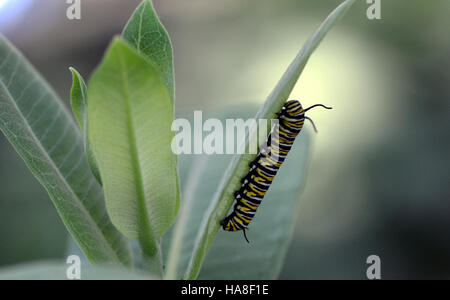 usfwsmidwest 27822355296 Monarch caterpillar on common milkweed. Stock Photo