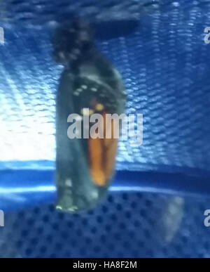 This image captures a Monarch butterfly chrysalis, an important stage ...