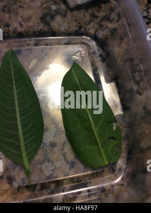 This image captures Monarch caterpillars in California, an iconic ...