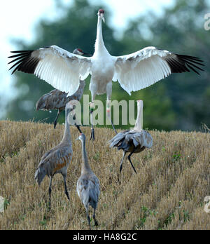 usfwsmidwest 30105991314 Whooping Crane with Sandhill Cranes in Michigan Stock Photo
