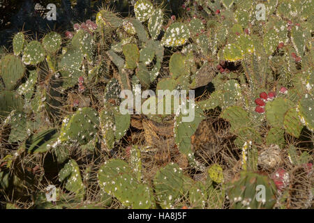 Prickly cactus (Opuntia phaeacantha) infested with scale insects Stock ...