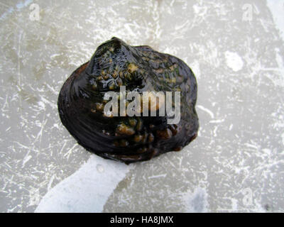 usfwsmidwest 6211473195 Monkeyface Mussel (Quadrula metanevra) Stock Photo