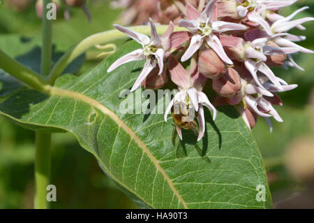 usfwsmtnprairie 28183396185 Honey Bee on Milkweed Stock Photo