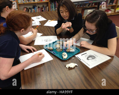 Students at Down Township School engage in hands-on learning about oysters, their role in marine ecosystems, and conservation efforts aimed at protecting water quality in local coastal areas. Stock Photo