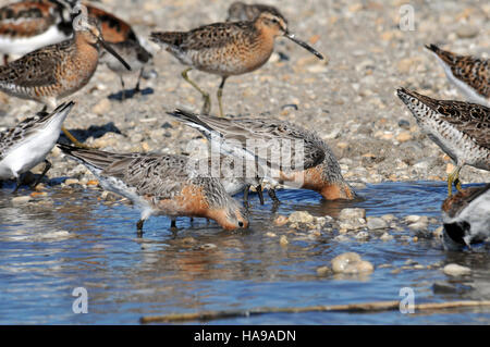 Long Distance Birds A Red Knot bird, known for its migratory patterns, is observed in a ...