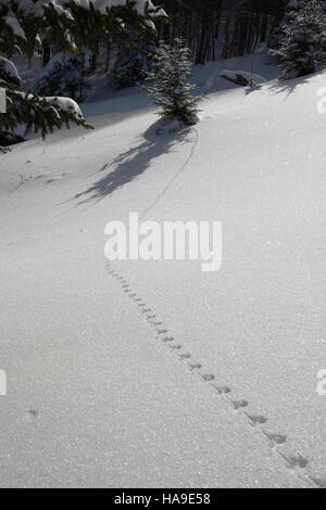 usfwsnortheast 6806986239 Deer Mouse Tracks in Snow Stock Photo